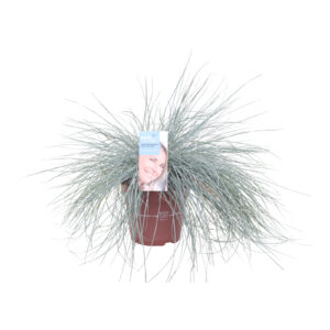 Festuca glauca Intense Blue®