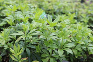 Galium odoratum