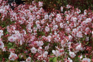 Geranium cantabrigiense Biokovo