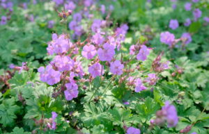 Geranium cantabrigiense Cambridge