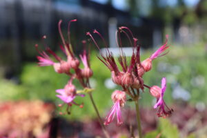 Geranium macrorrhizum