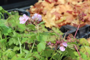 Geranium macrorrhizum Ingwersen's Variety