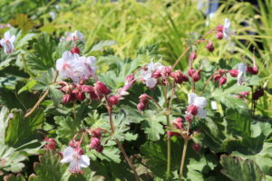 Geranium macrorrhizum Spessart