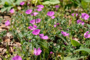 Geranium sanguineum Max Frei