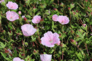 Geranium sanguineum striatum