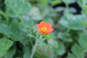 Geum chiloense Mrs Bradshaw