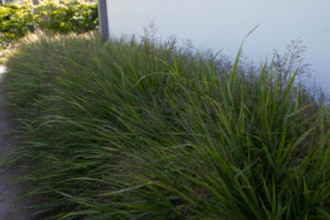 Hakonechloa macra