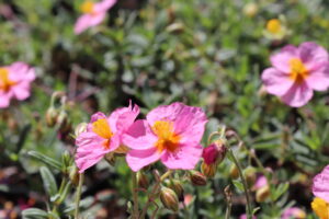 Helianthemum Lawrenson Pink