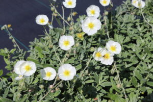 Helianthemum The Bride