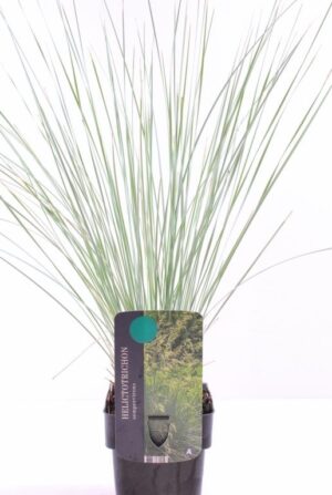 Helictotrichon sempervirens