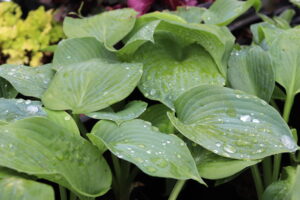 Hosta Elegans
