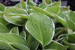 Hosta Francee