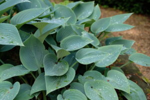 Hosta Halcyon