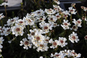 Iberis sempervirens Schneeflocke