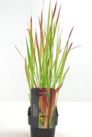 Imperata cylindrica Red Baron