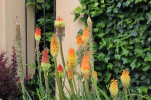 Kniphofia Royal Castle