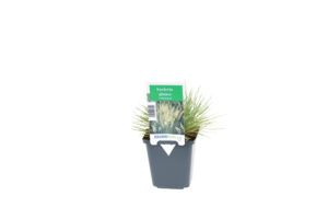 Koeleria glauca