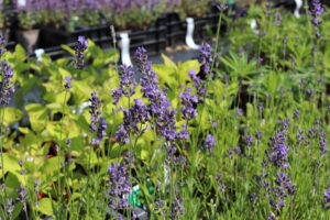 Lavandula angustifolia Munstead