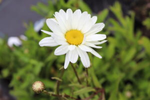 Leucanthemum Silberprinzesschen