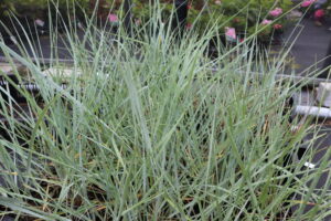 Leymus arenarius