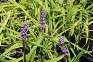 Liriope muscari Ingwersen
