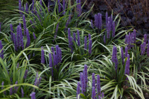 Liriope muscari Moneymaker