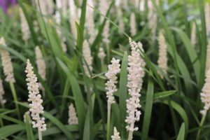 Liriope muscari Monroe White