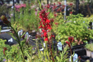 Lobelia Queen Victoria