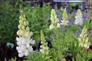 Lupinus Gallery White