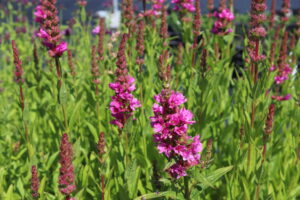 Lythrum salicaria Robert