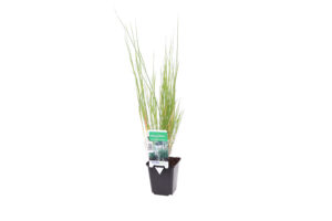 Melica ciliata