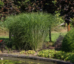 Miscanthus sinensis Gracillimus