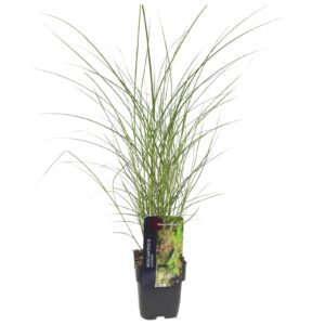 Miscanthus sinensis Kleine Silberspinne