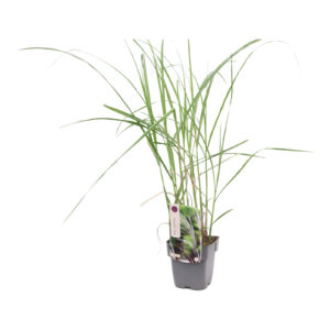 Miscanthus sinensis Malepartus