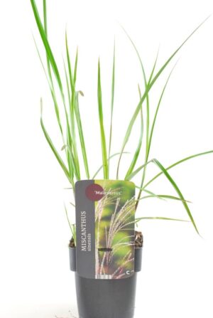 Miscanthus sinensis Malepartus