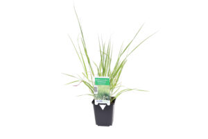 Molinia caerulea Heidebraut