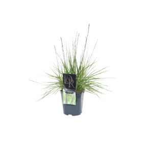 Molinia caerulea Moorhexe