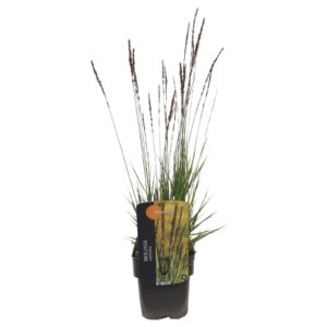 Molinia caerulea Moorhexe