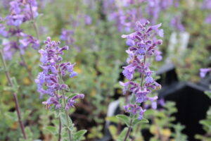 Nepeta Six Hills Giant