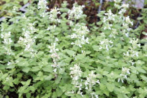 Nepeta Snowflake