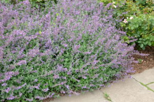Nepeta Walker's Low