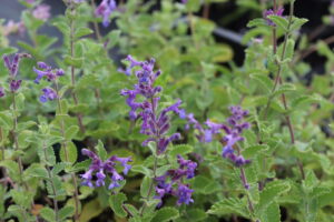 Nepeta faassenii