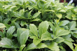 Pachysandra terminalis Green Carpet
