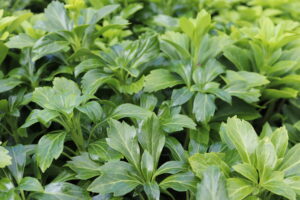 Pachysandra terminalis Green Sheen