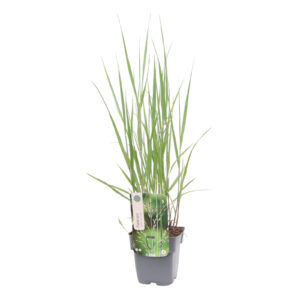 Panicum virgatum Heavy Metal