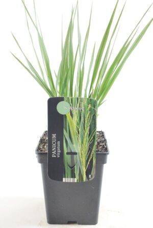Panicum virgatum Northwind