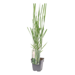 Panicum virgatum Northwind