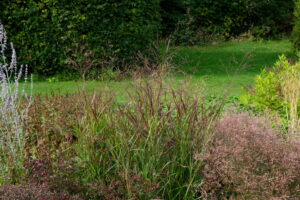 Panicum virgatum Shenandoah