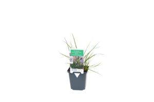 Pennisetum alopecuroides Little Bunny
