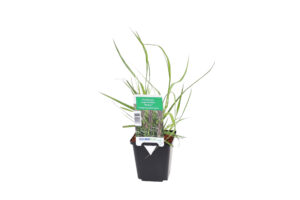 Pennisetum alopecuroides Moudry